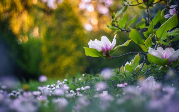 lumina soarelui, flori, grădină, natură, adancimea terenului, iarbă