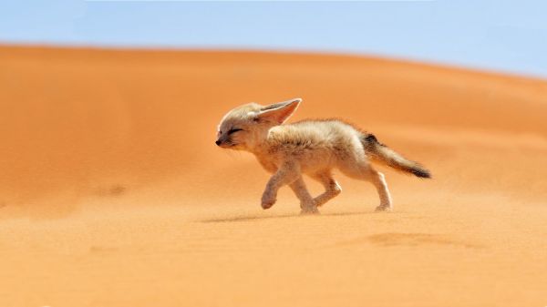 Animales,arena,fauna silvestre,Desierto,zorro,Fennec