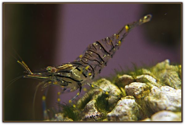 mar,natureza,Macro,Animais,Mediterrâneo,aquário