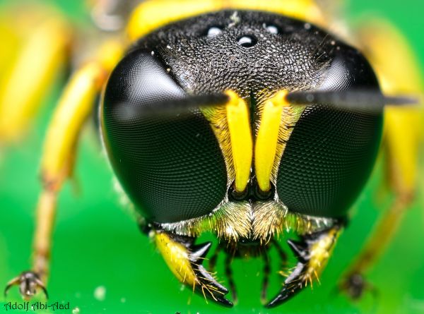 macro,green,eye,yellow,bug,insect