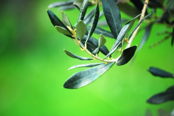 Italie, la nature, herbe, vert, branche, Nikon