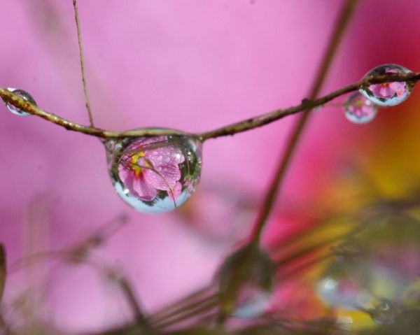 tuin-,water,bloemen,tak,bloesem,roze