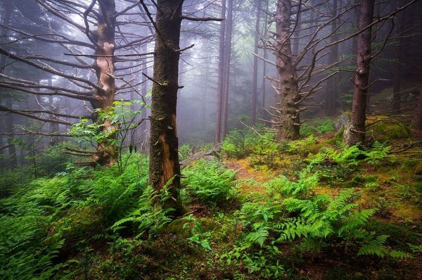 slnečnému žiareniu,stromy,krajina,les,príroda,vetva