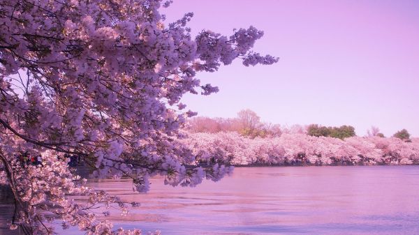 kwiat,różowy,Sakura,1600x900 pikseli,Natura,Ludów