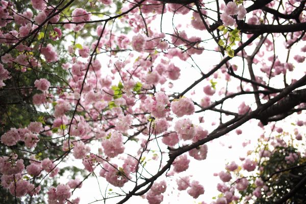 branche,fleur de cerisier,fleur,printemps,Tokyo,M