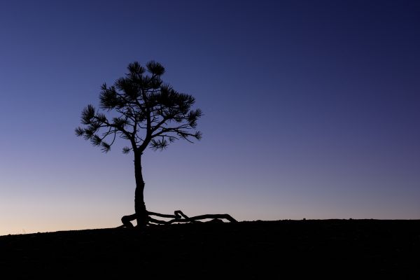 enkel bakgrunn,skumring,furutrær,Bryce Canyon National Park,silhouette,fotografering