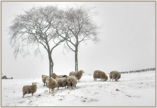 dyr,natur,sne,vinter,træer,tegning