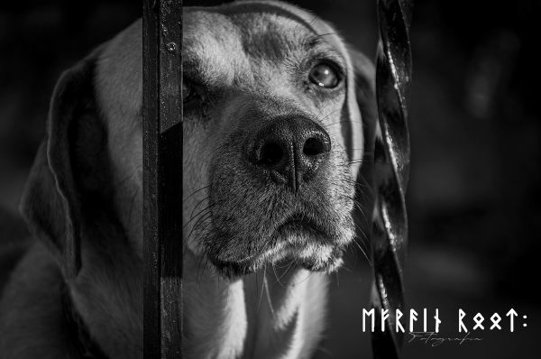 1060 Photography,photographe,chien,triste,nostalgie,animaux