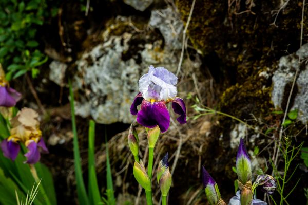 bloemen,natuur,viooltjes,planten