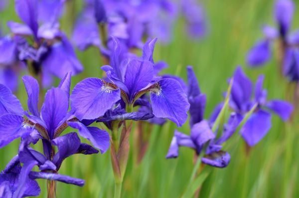 blu,fiori,piante,viola,macro,primavera