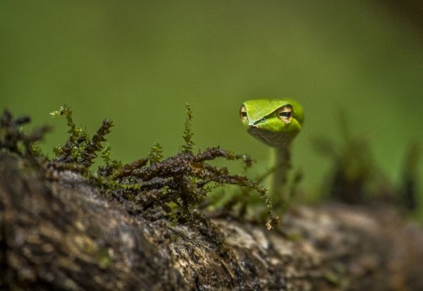 Animal Collective,natur,vipers