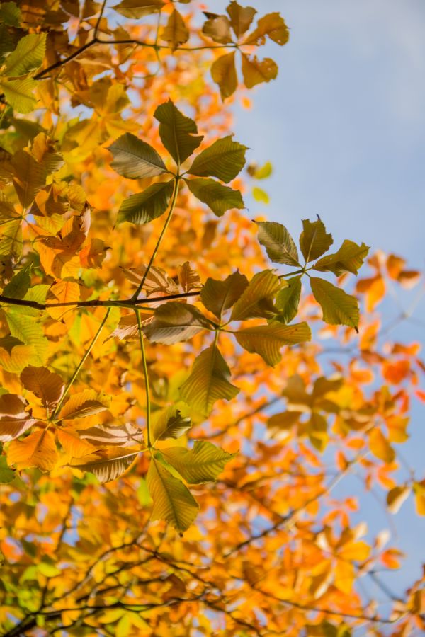 zonlicht, tuin-, natuur, tak, geel, boom