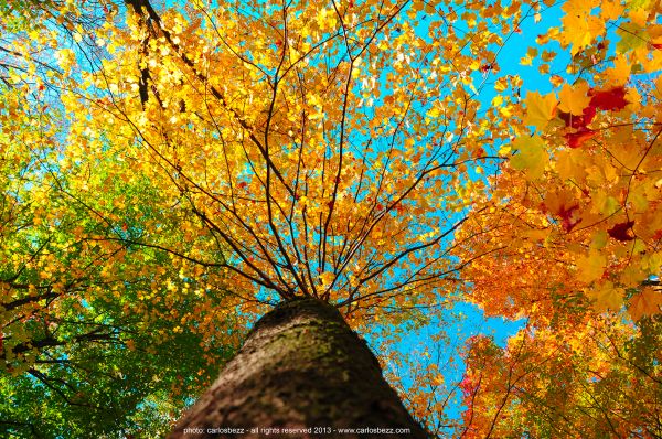 des arbres,lumière du soleil,forêt,tomber,feuilles,jardin