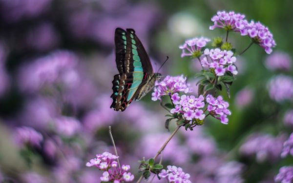 1920x1200 px,mariposa,Flores,Insectos,macro,Animales