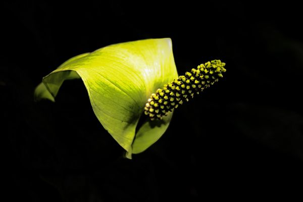 svart, blomster, natur, mat, hage, arkitektur