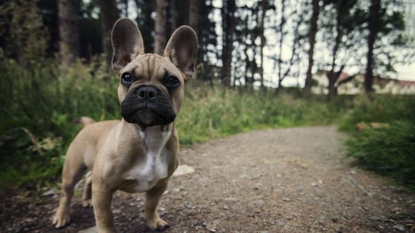 eläimet,koira,French Bulldog,1920x1080 px