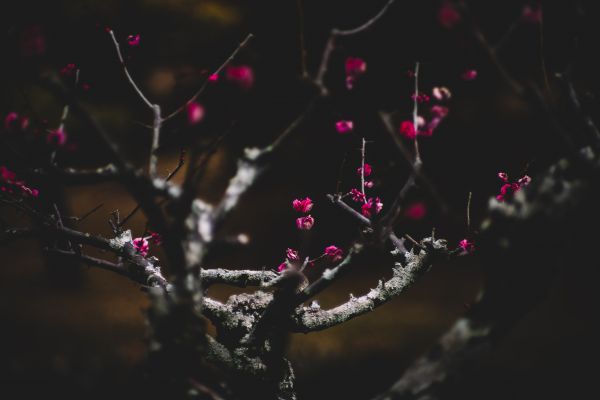 floral,Flores,oscuro,apagado,melancólico,Bokeh