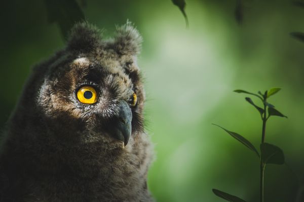 uccelli, animali, natura, verde, natura, uccello rapace