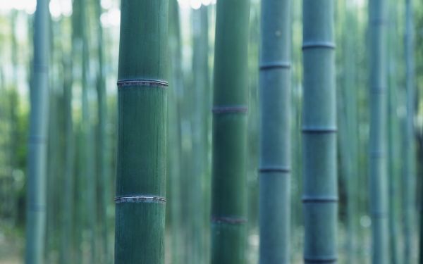 hout,groen,hek,water,planten,detailopname