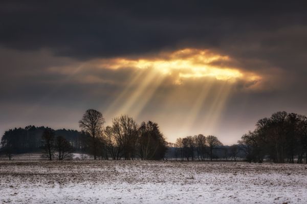 Árboles,invierno,ligero,nieve,frío,Nubes