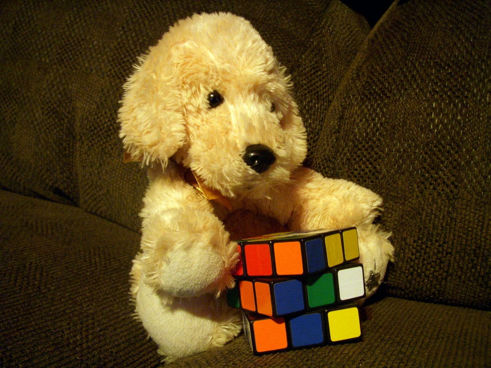 soffa, hund, gosedjur, Leksak, Rubiks kub, valp, däggdjur, hund som däggdjur, hund korsningar, goldendoodle, dvärgpudel, cockapoo