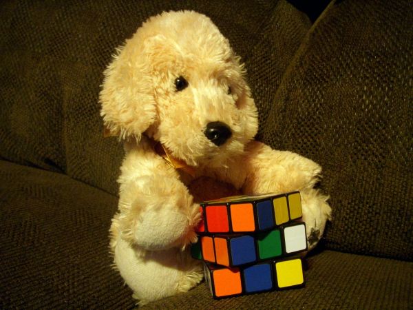 cachorro,cachorro,sofá,bicho de pelúcia,Brinquedo,Rubik's Cube