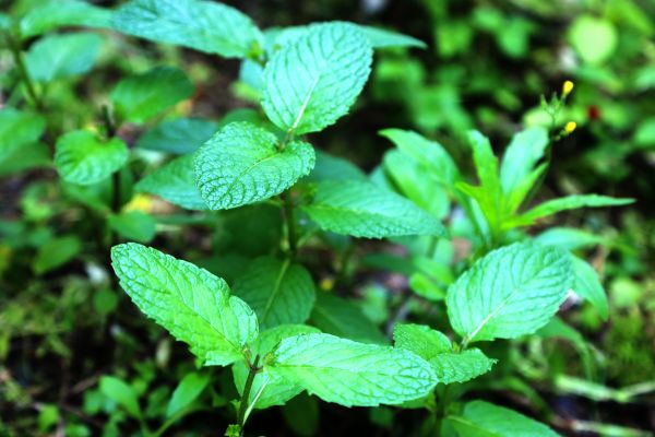 verde,Plantas,Primavera