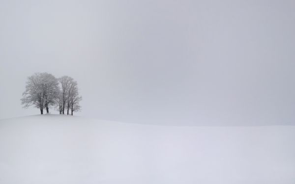 Árboles, paisaje, blanco, monocromo, naturaleza, colina