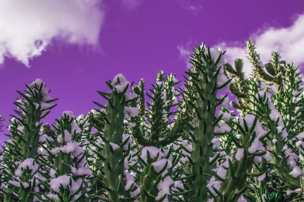 kaktus,snö,himmel,landskap,Lomography,grön