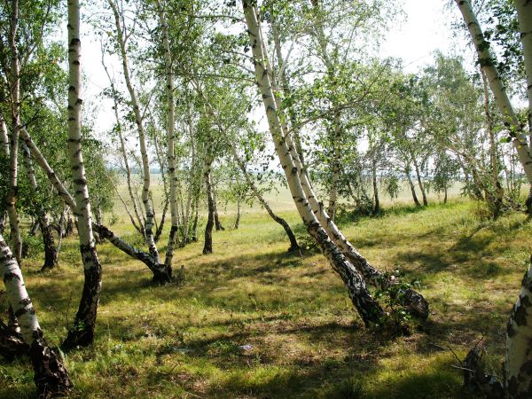 hutan,alam,pemandangan,Birch,hijau,pohon