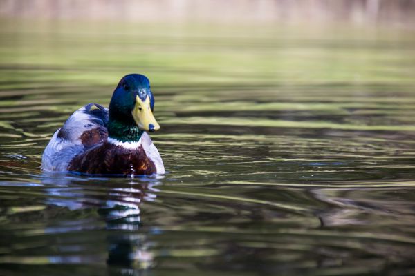 la nature,réflexion,printemps,eau,faune,canard