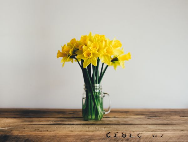 amarillo,Narcisos,ART,flor,planta,flora