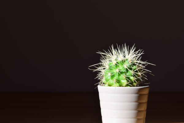 green, cactus, flowerpot, flower, grass, thorns