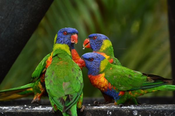 rainbow lorikeet,papoušci,ptactvo