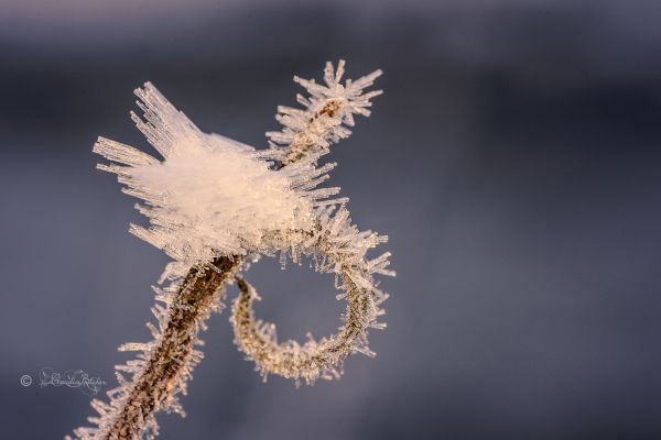 Eis,gelo,Iceflowers,Eisblumen,inverno,Makro