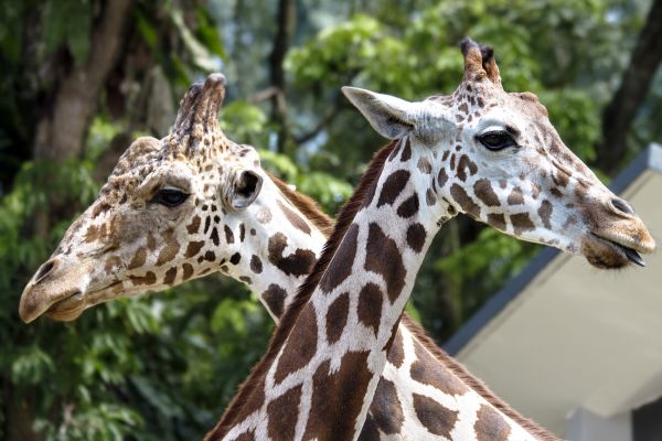 Tier,Zoo,Malaysia,Giraffen,Giraffe,Kuala Lumpur