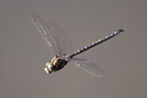 rovar,természet,richmondgreen,szitakötő,midflight,repülő