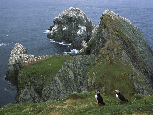 mare,stâncă,iarbă,cer,pinguini,coastă