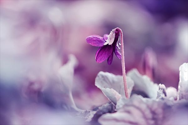 lilas,printemps,1920x1280 px,brouiller,fleur,Macro