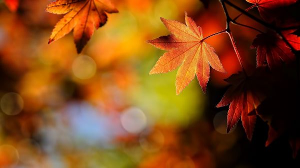 zonlicht, bladeren, natuur, rood, vallen, scherptediepte