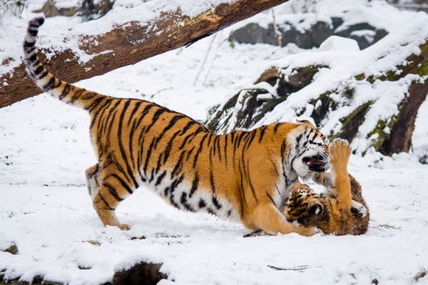 deutschland,tiger,zoologická záhrada,Tierpark,Nemecko,zviera