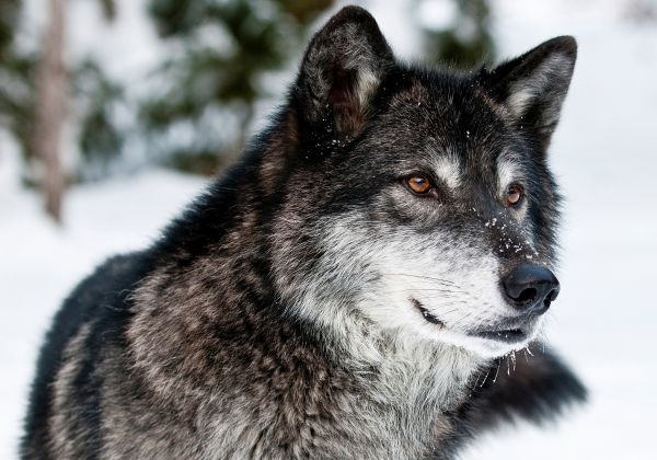 visage,chien,mammifère,les yeux,Loup,prédateur