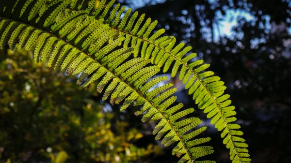 hage,Sol,bregne,grønn,ettermiddag,bokeh