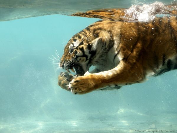 water,nature,park,tiger,glass,wildlife