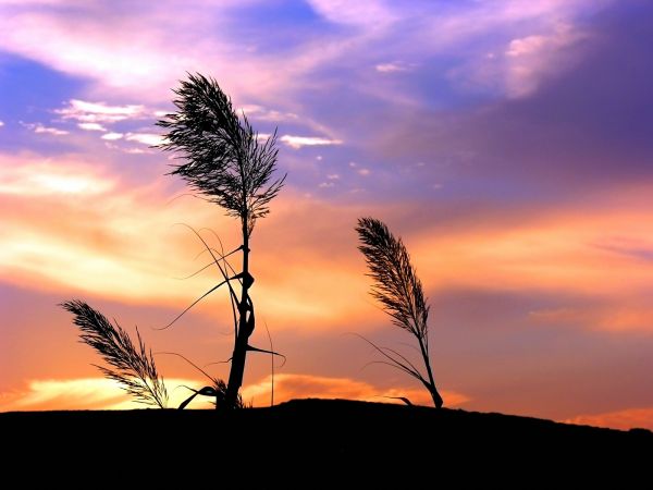 lumière du soleil,le coucher du soleil,la nature,herbe,ciel,les plantes