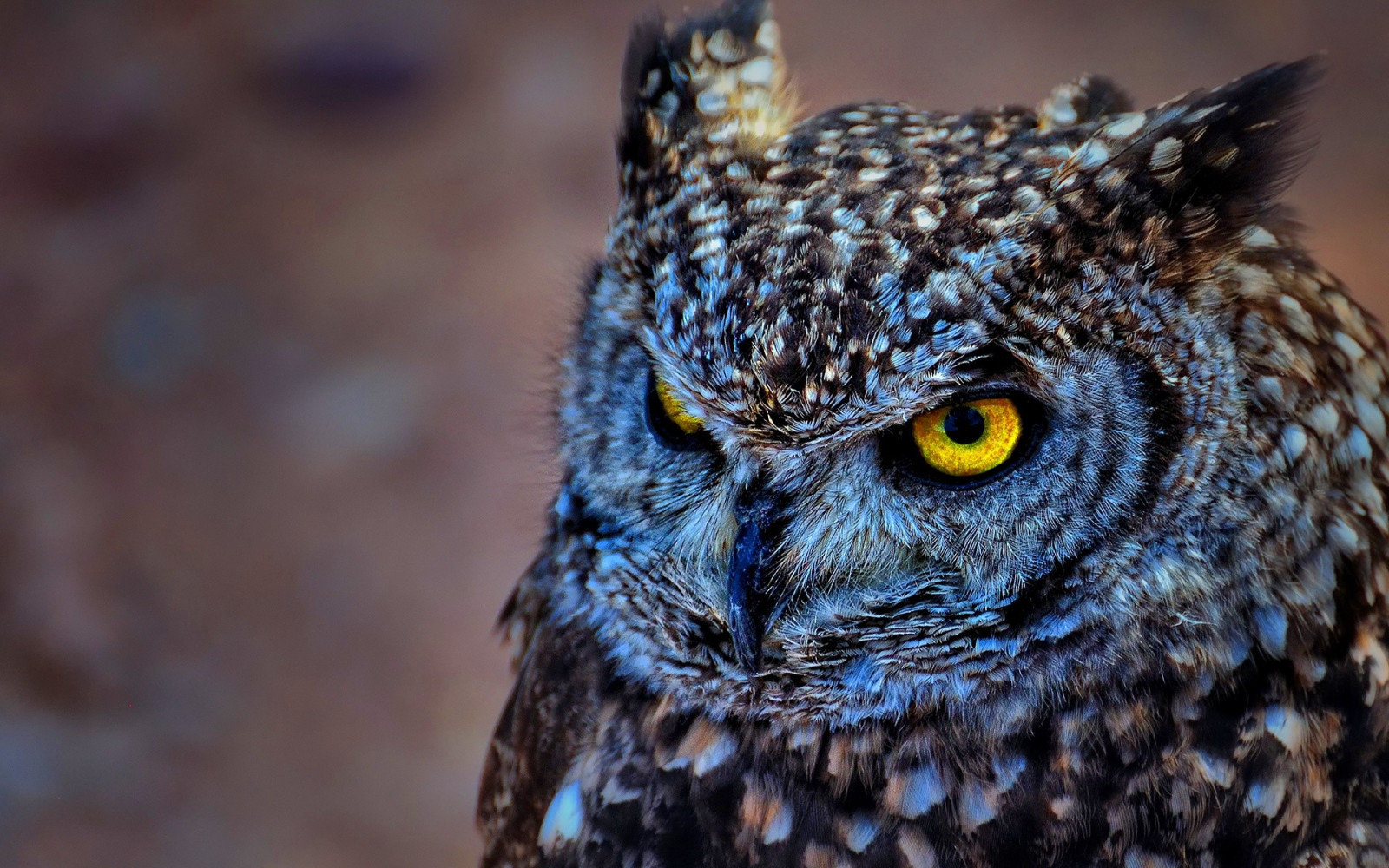 uccelli, animali, natura, blu, natura, uccello rapace, gufo, becco, uccello, ala, fauna, vertebrato, avvicinamento, fotografia macro, grande gufo grigio