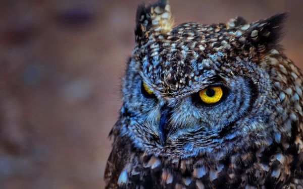 birds, animals, nature, wildlife, bird of prey, blue