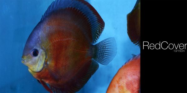 2000x998 px,Discus Fish