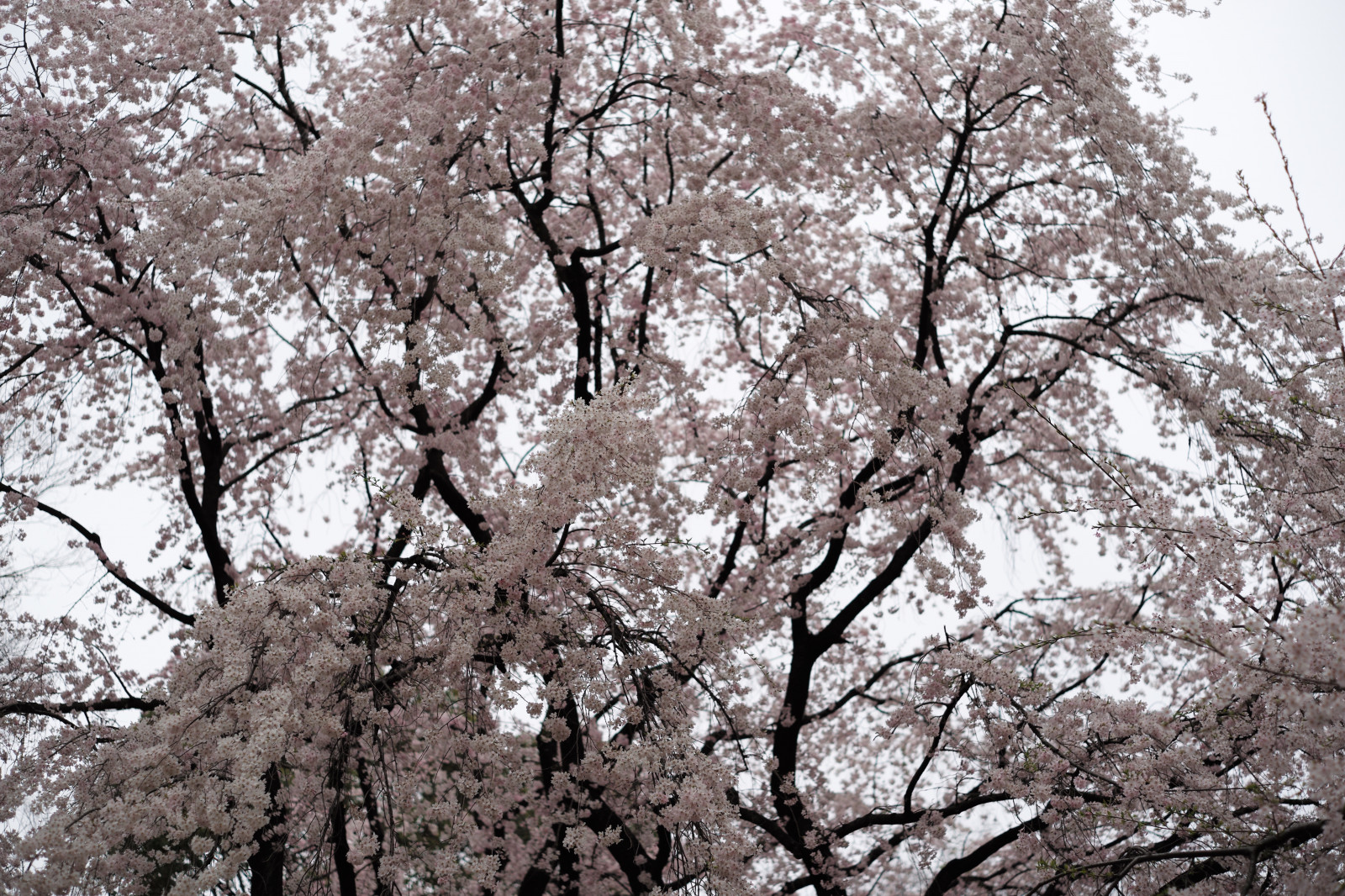 Japon, branche, fleur de cerisier, fleur, printemps, Leica, Tokyo, M, arbre, fleur, plante, Sakura, Zeiss, Carl Zeiss, Komagome, Rikugien, fleurs de cerisier, Leicam, Typ240, Planaire, Planar250, 250, Weepingcherry