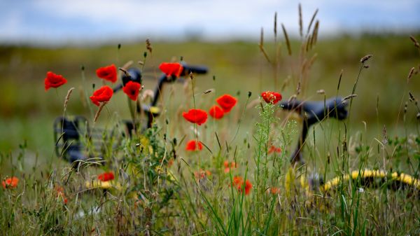 outdoors, flowers, plants, colorful, bicycle